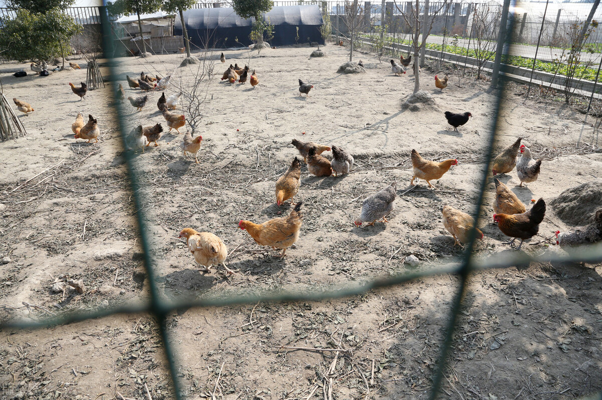 维生素c喂鸡早上还是晚上好,小鸡维生素c