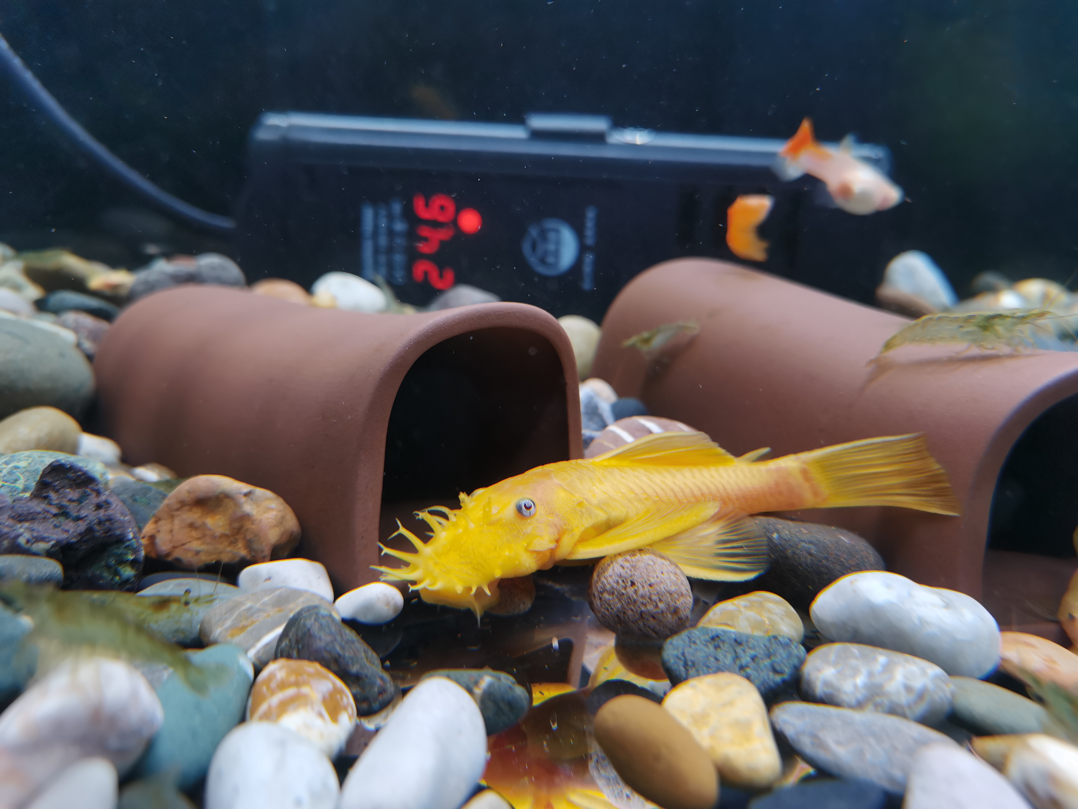 清道夫鱼可以清理鱼缸吗,清道夫鱼能清理鱼缸的垃圾吗