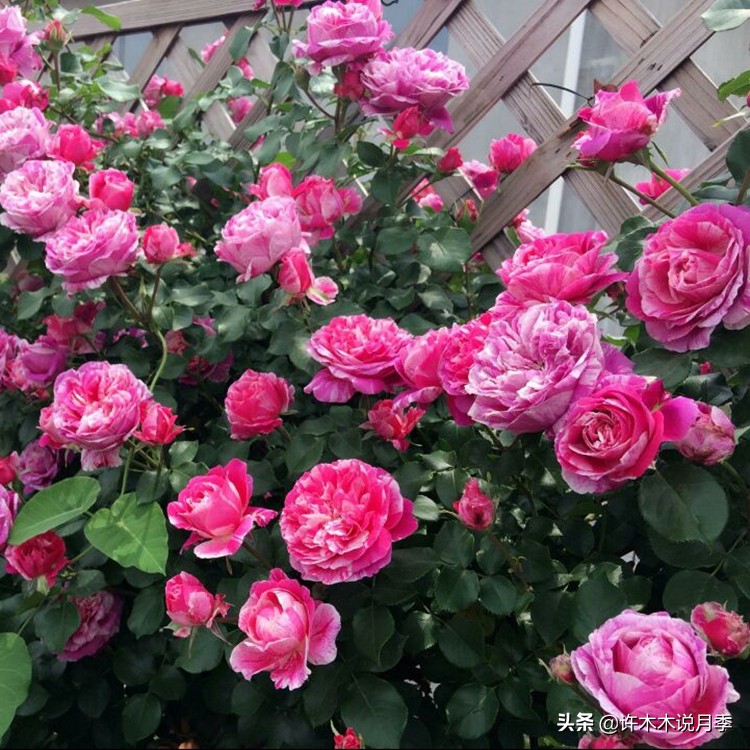 月季叶子掉光变成光杆了怎么回事？用这几招让你的月季满血复活