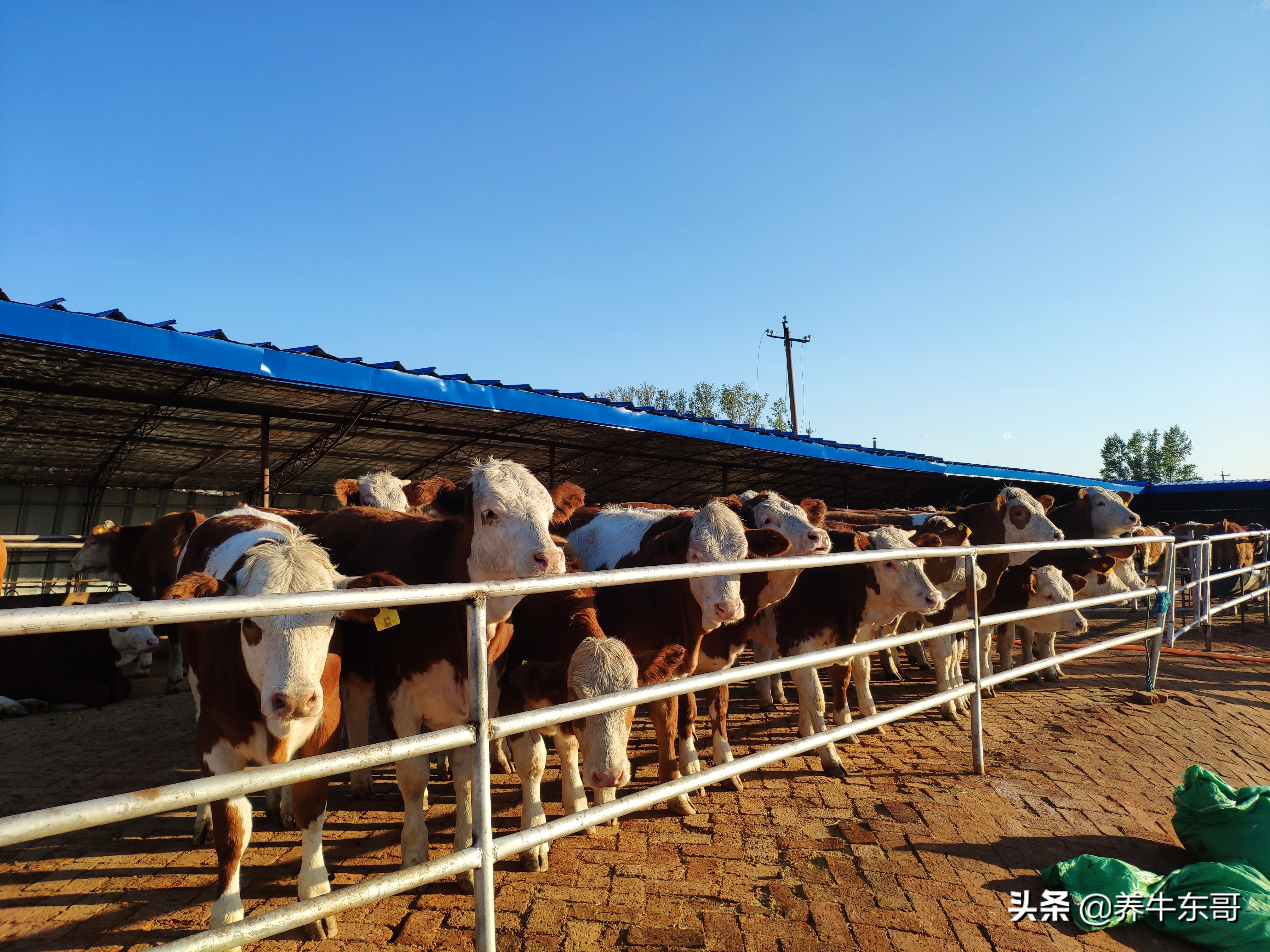 养牛东哥养牛最新视频,养牛东哥完整版