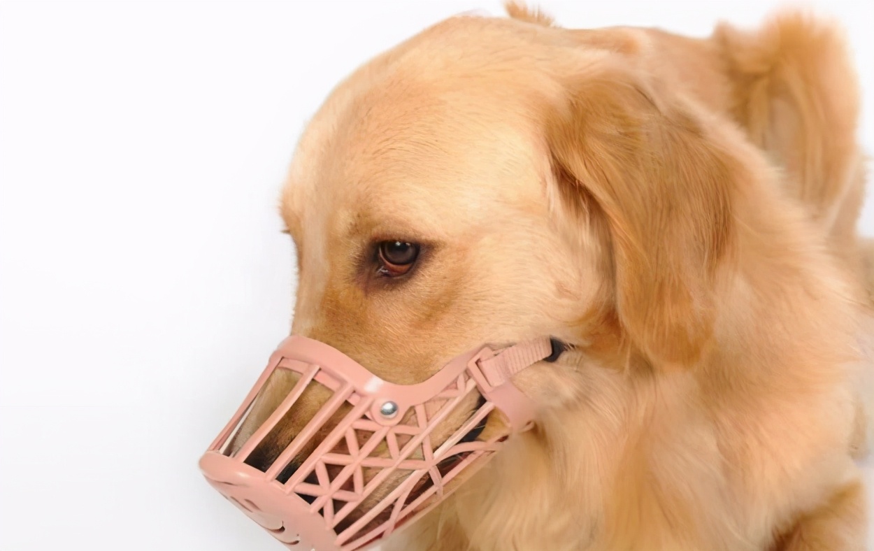 狗狗抗拒穿衣服咬人怎么办,狗狗抗拒嘴套怎么办