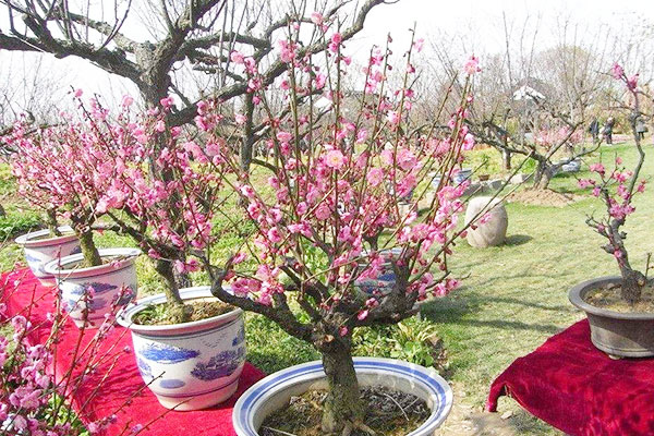 轻土桃花盆栽,桃花盆栽水培