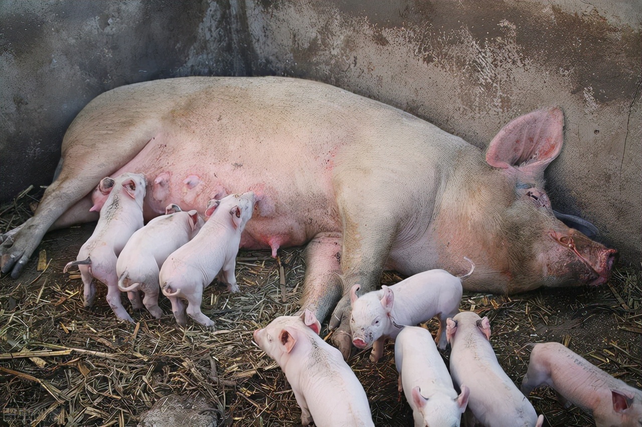 养殖猪代养与自繁自养哪个更划算,自繁自养养殖猪的利润是多少