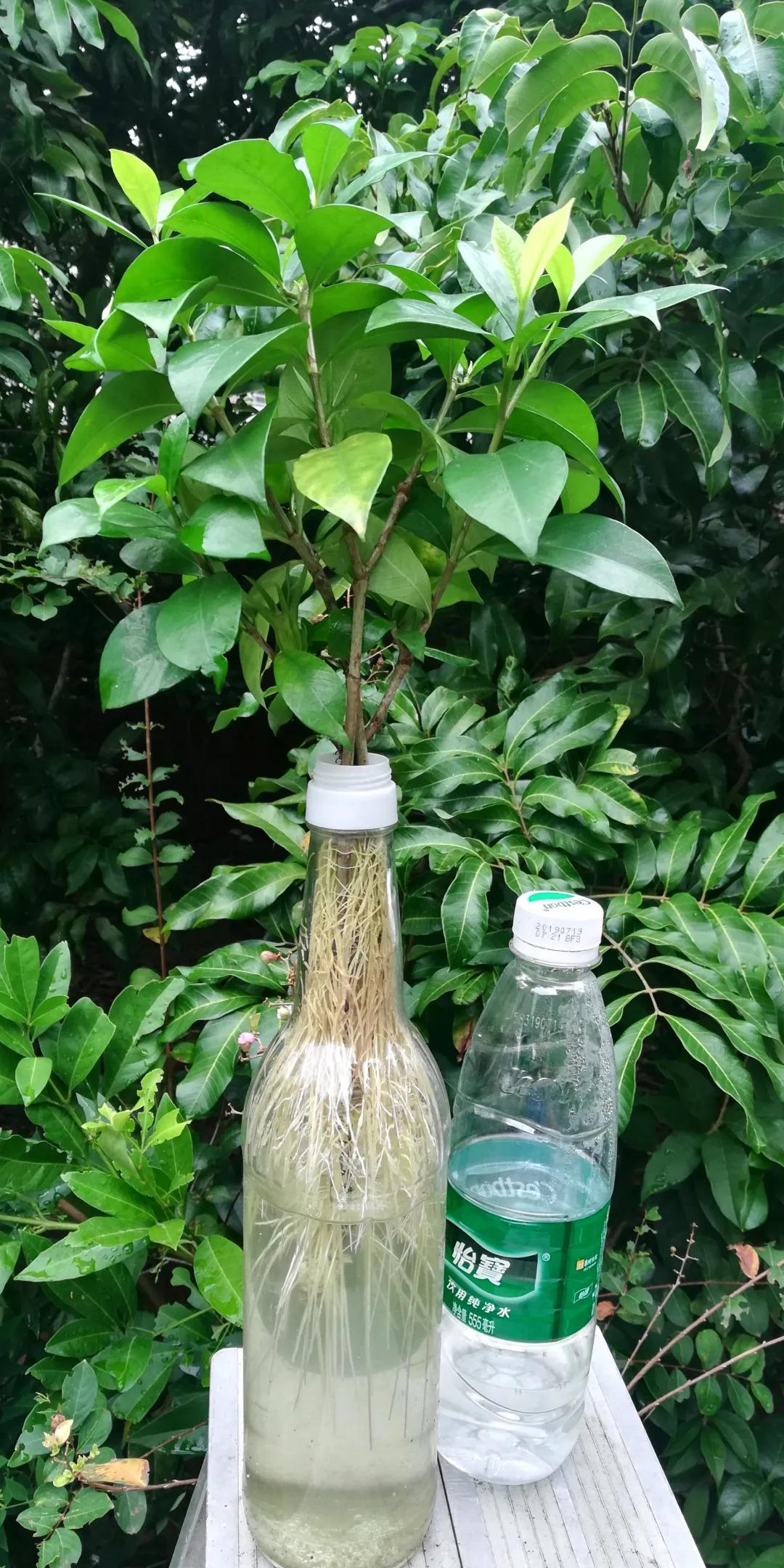 养花土的管理,土培养花怎么养才不会爆盆