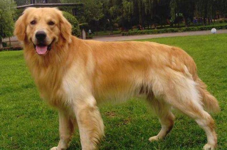 为什么中国禁养阿富汗犬,为什么禁养阿富汗犬呢