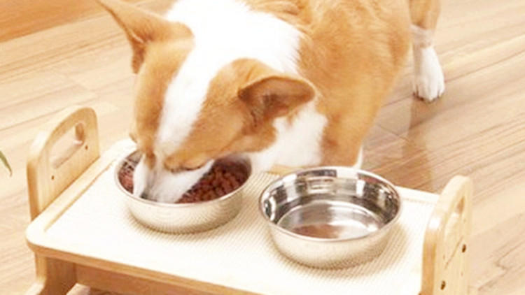 特别容易生病的狗狗排行榜,哪种狗狗不容易生病好养活