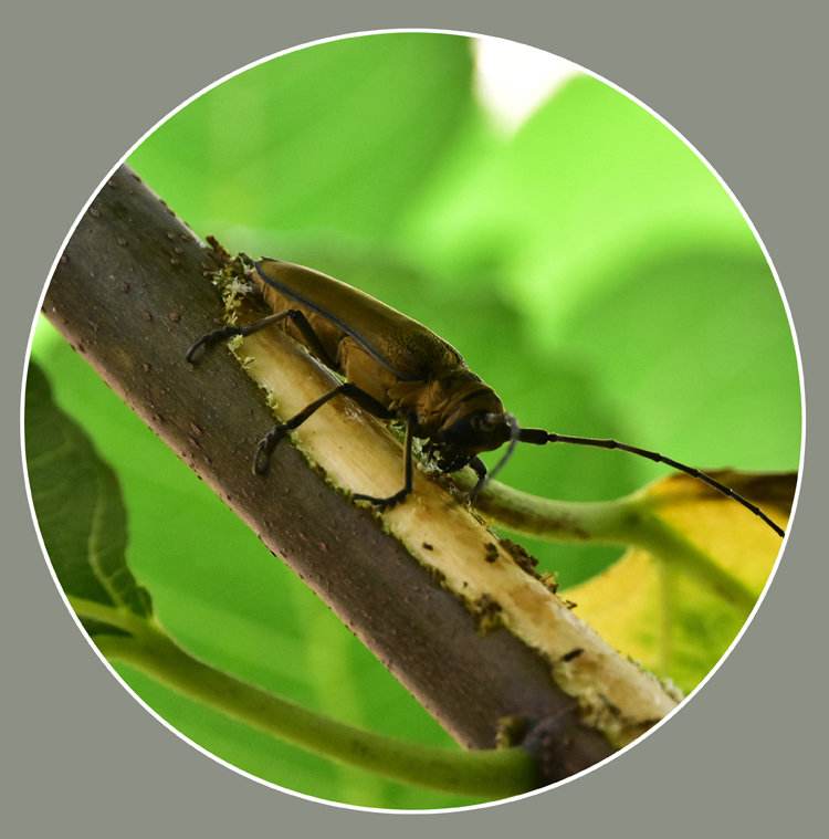 无花果树干内有害虫怎么办,无花果防病治虫