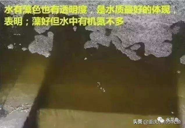水产养殖水质评价标准,水产养殖水质怎么查看的