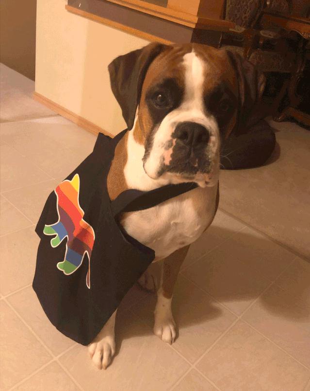 好看又大的宠物包,超好看的宠物包