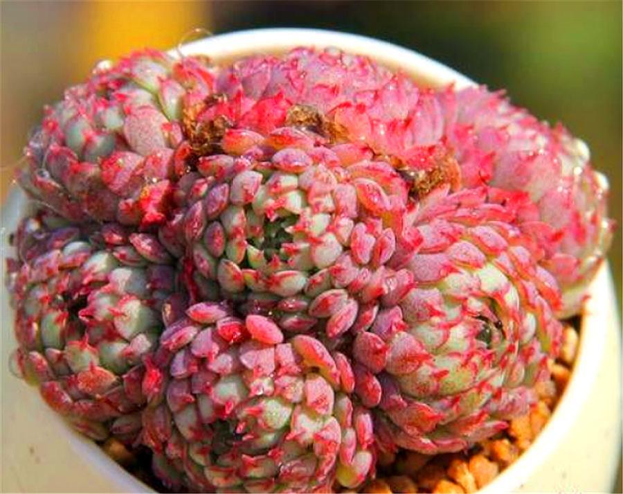 多肉中的“萌宠小萝莉”，养护注意这3点，娇俏可爱，颜色粉嫩