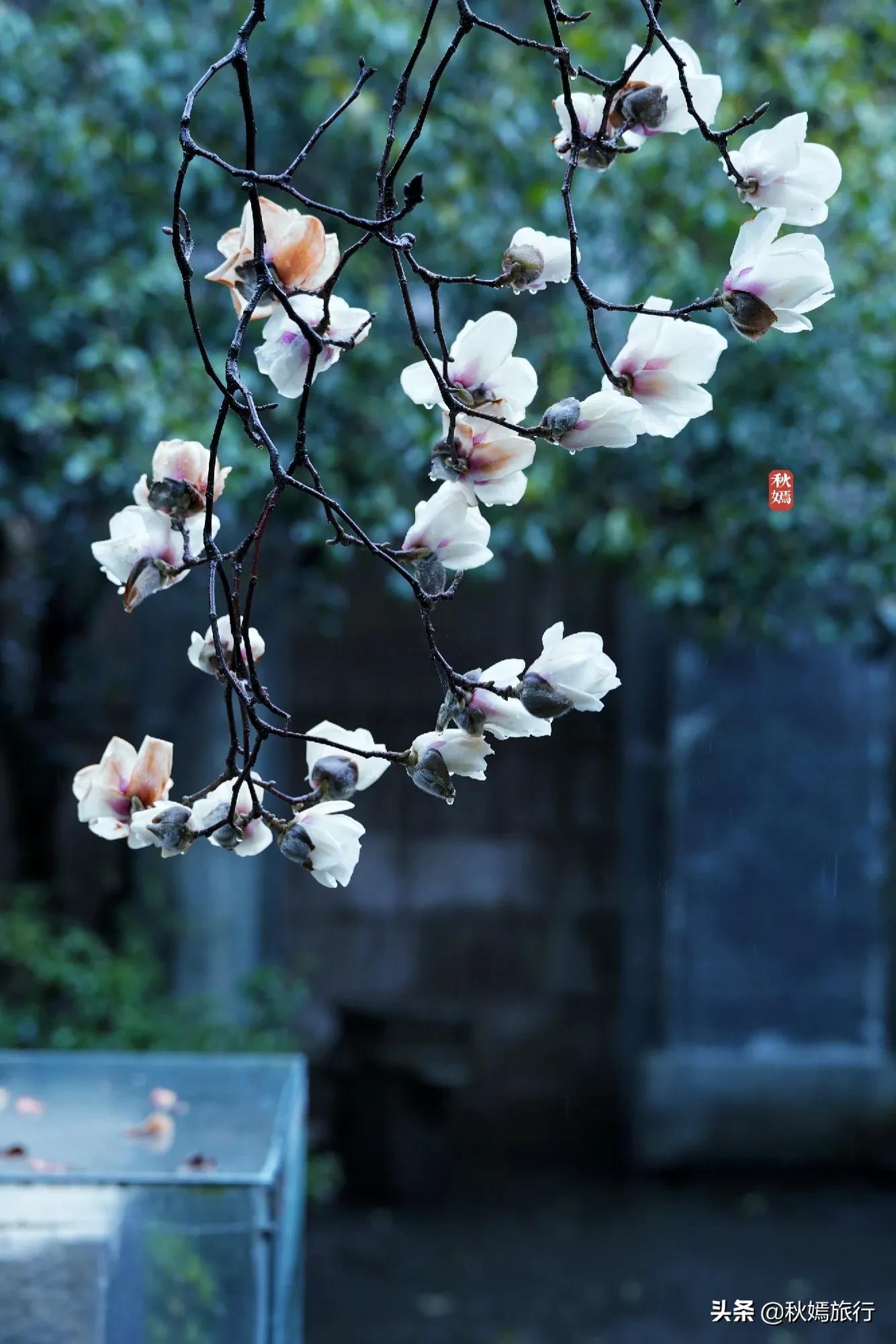 雨中赏樱别有意境,雨中赏玉兰美句