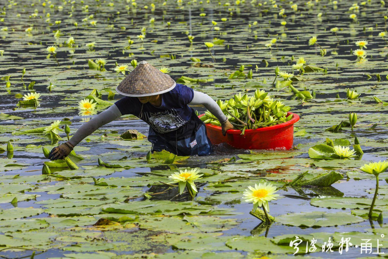 宁波北仑区哪里有薰衣草花海景区,宁波北仑梅山花海