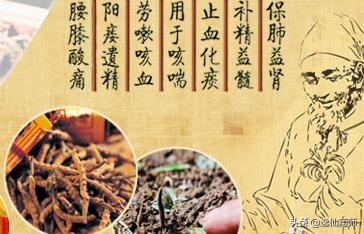 哪种中成药有冬虫夏草成分,含有冬虫夏草成分的七种中成药