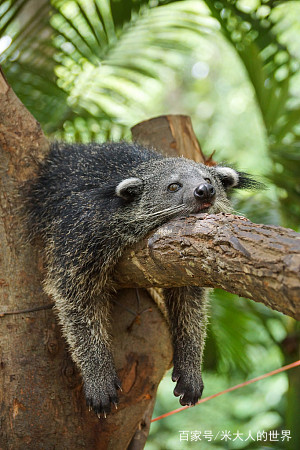 熊狸特征,熊狸厉害吗