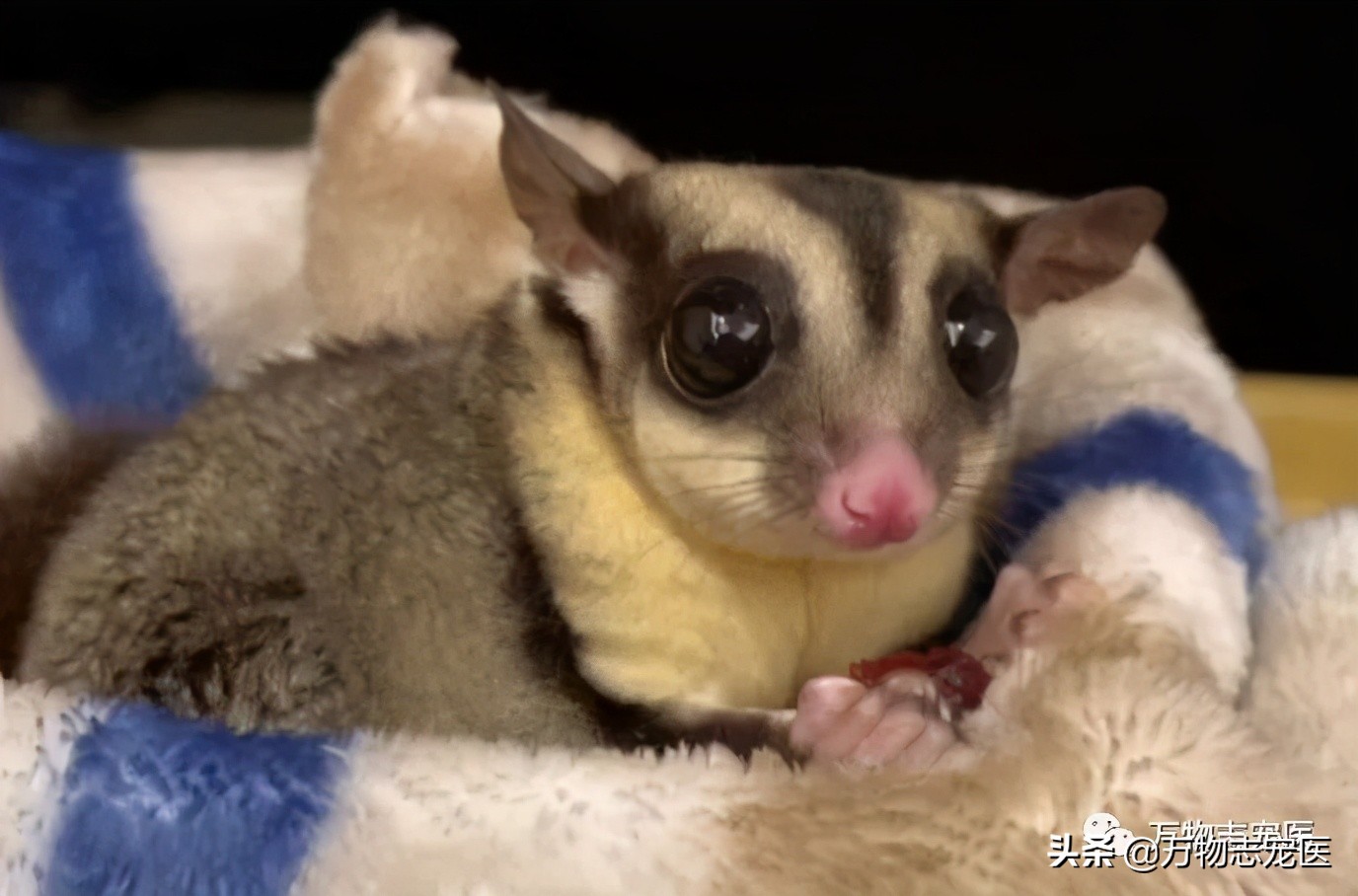 小小蜜袋鼯会咬人吗,新手养蜜袋鼯必须要注意的点