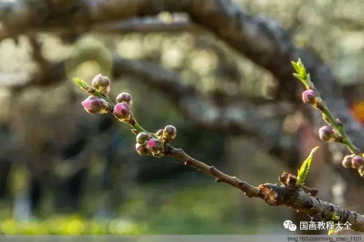 工笔画花鸟入门教程步骤图,国画教学工笔花鸟燕子的重彩画法