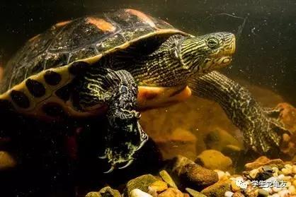 锦上添花浓淡相宜,花龟的发色