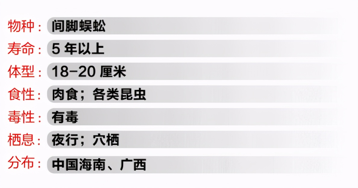 间角蜈蚣幼年,间脚蜈蚣习性