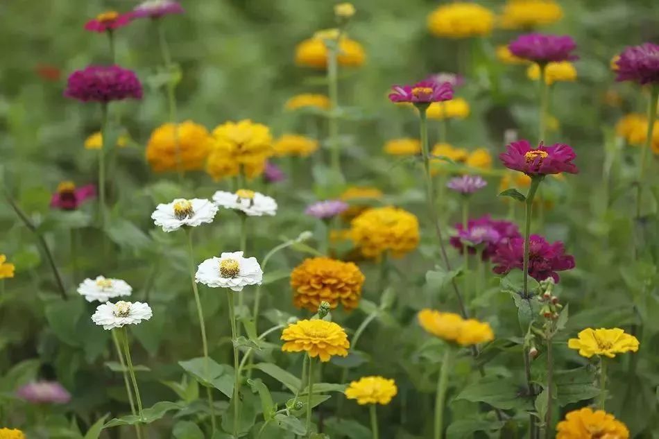 看到花的时候,不知是什么花?那就收下这份百花图谱