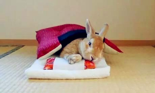 养兔拉稀怎么办,养兔拉稀