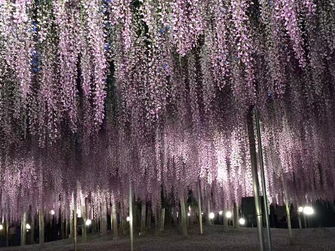 日本眼中的紫藤,最经典的日系紫藤