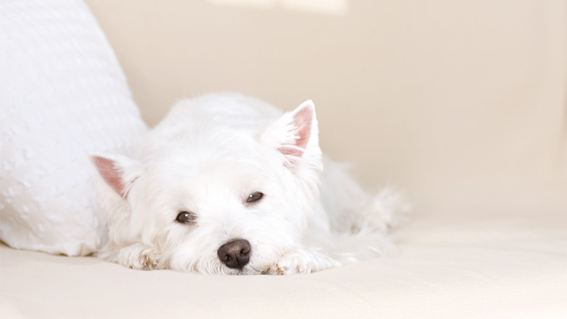 金毛的鼻头不黑了是怎么回事,金毛的鼻子不通气怎么办