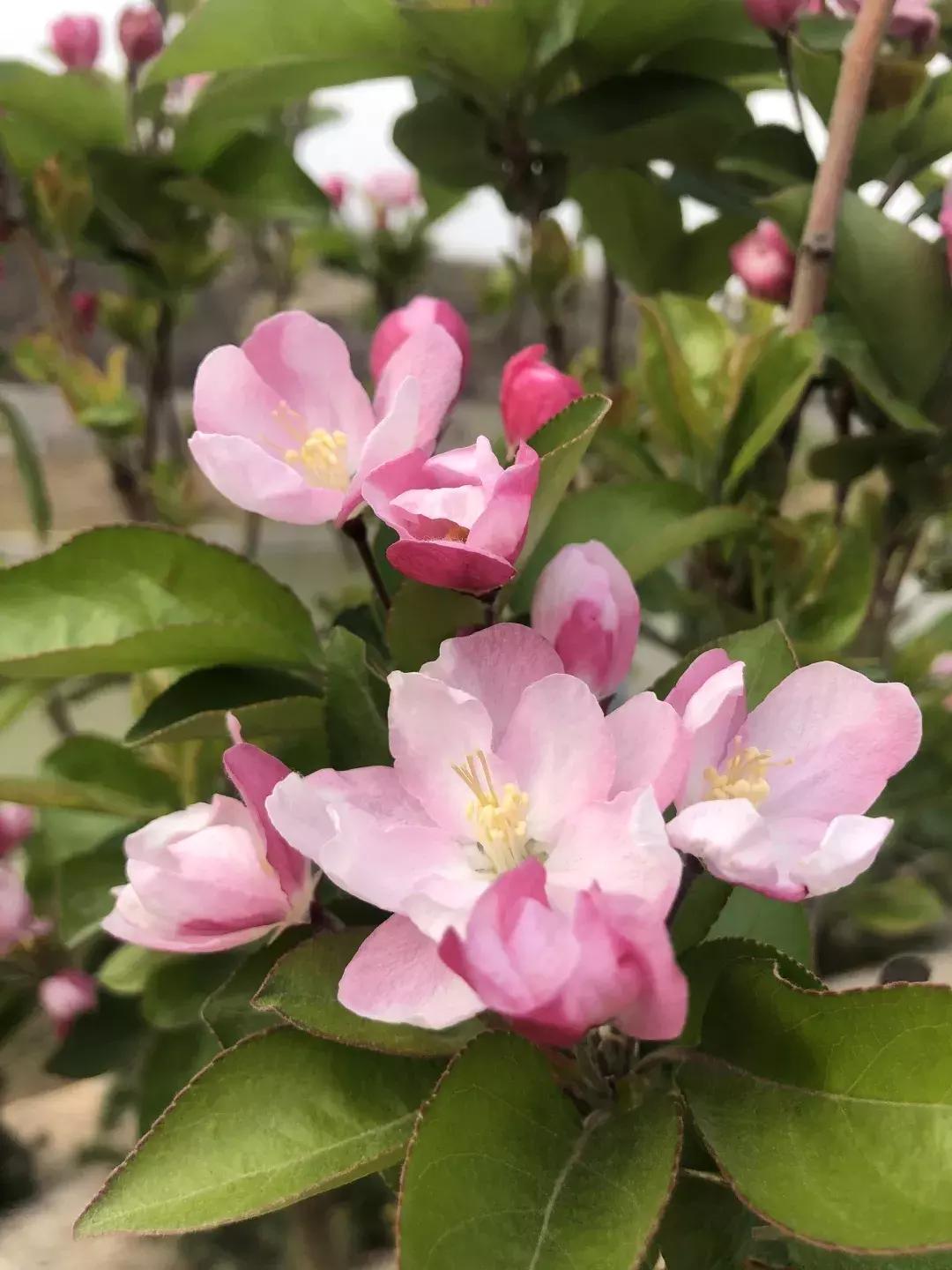 清明踏青好去处邯郸,清明假期旅游必备