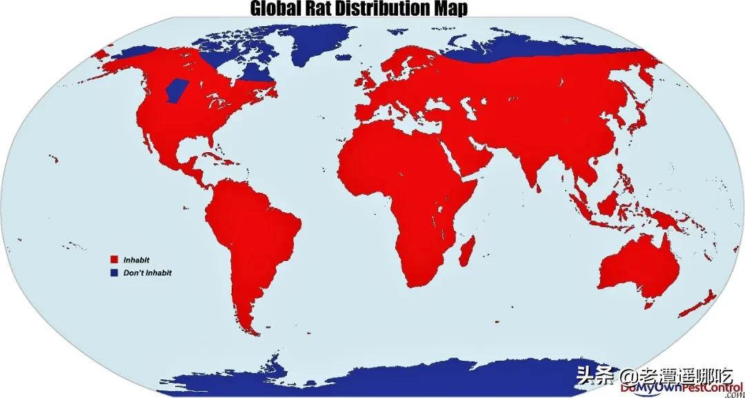 加拿大哪个城市老鼠最多,加拿大没有老鼠的地方
