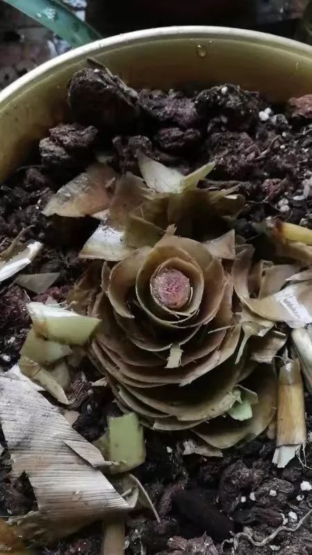 鸿运当头叶片萎缩干枯发黑,鸿运当头叶子干枯怎么回事