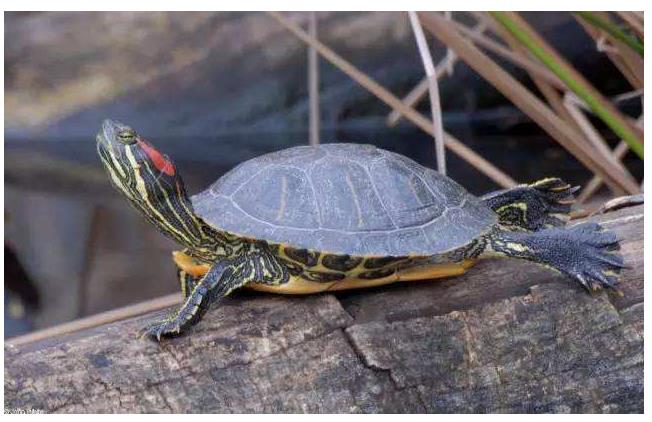 养乌龟的寓意和象征,冬天乌龟应该怎么养