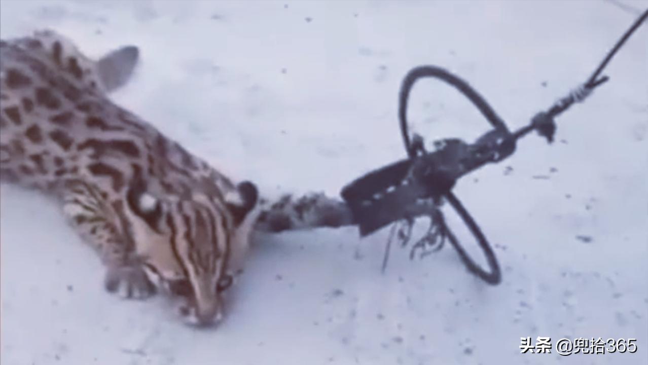 贵州男子为保护庄稼,在玉米地里设置了一个陷阱,结果摊上事了