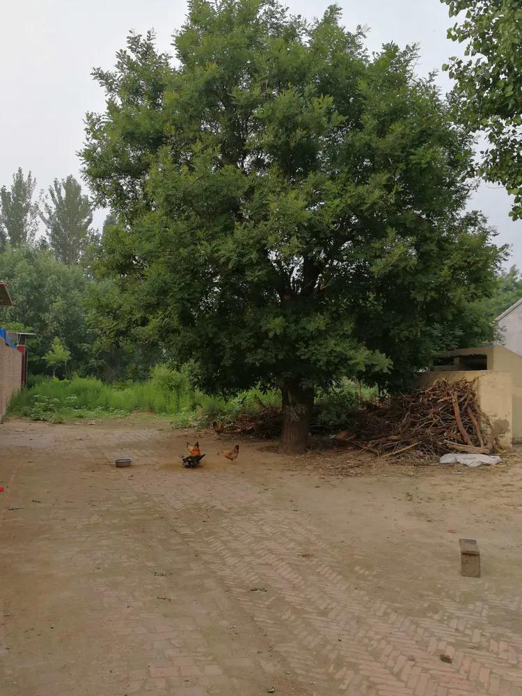 散文守望这方红色沃土,散文守望麦田