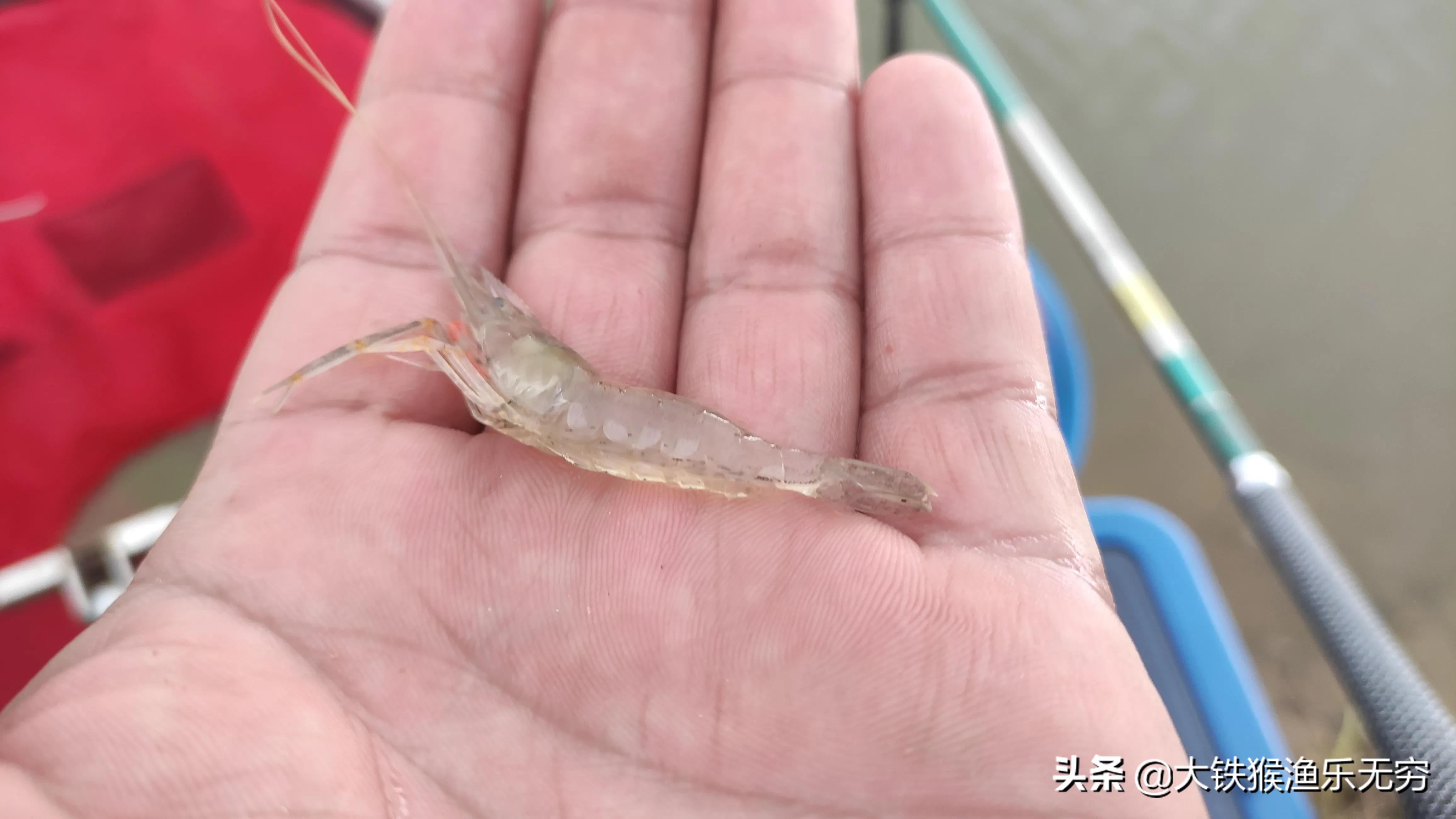 小杂鱼闹窝一招搞定,对付小杂鱼闹窝的绝招