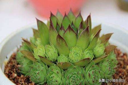 观音莲长侧芽怎么养殖,观音莲怎么养叶层才能变多