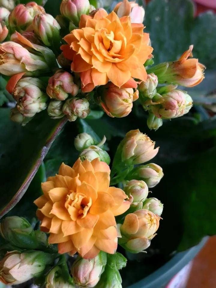 长寿花，寓意好、开花漂亮，花期长，品种多达300个