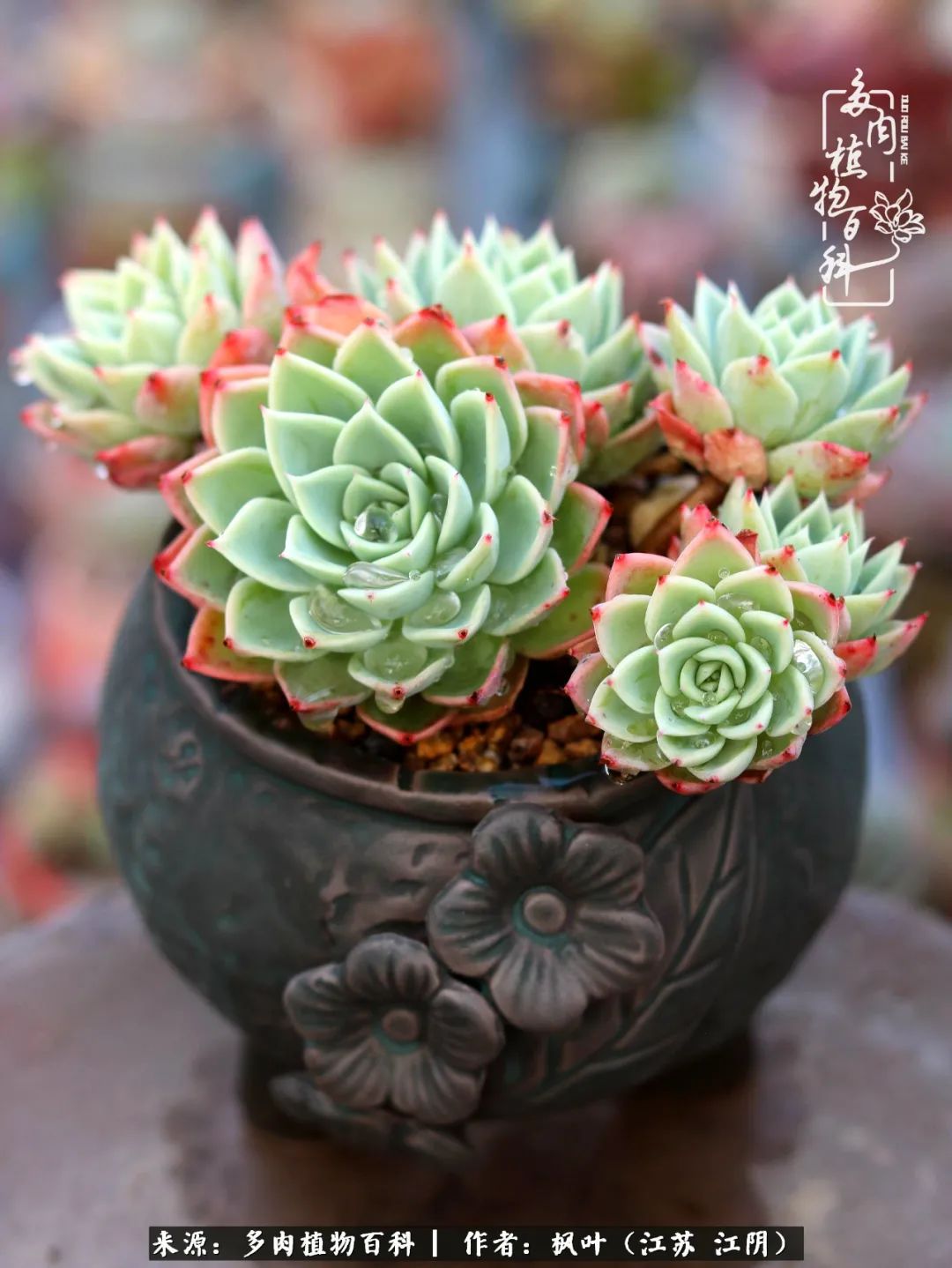 春有约，花不误，多肉与春天有个约会