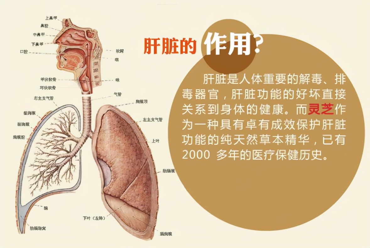 肝硬化症状,肝硬化药