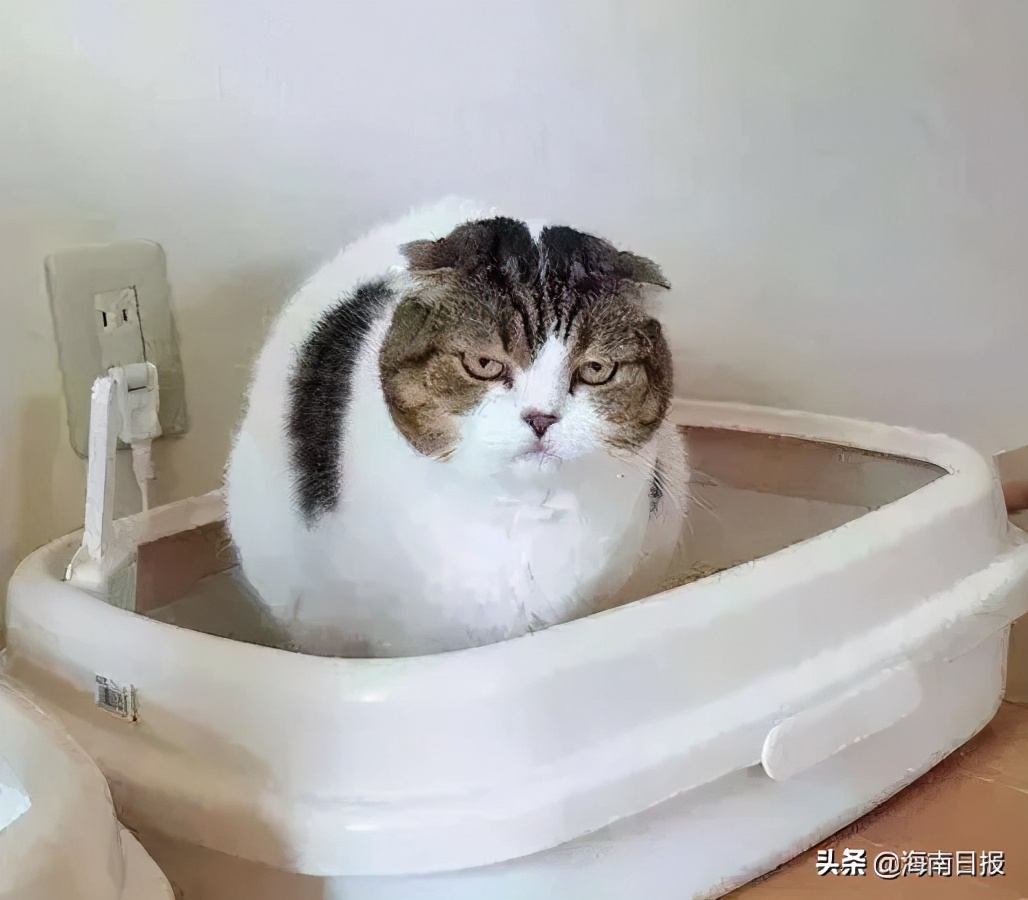 宝宝拉不出屎使劲哭闹怎么办,怎样判断宝宝拉不出粑粑