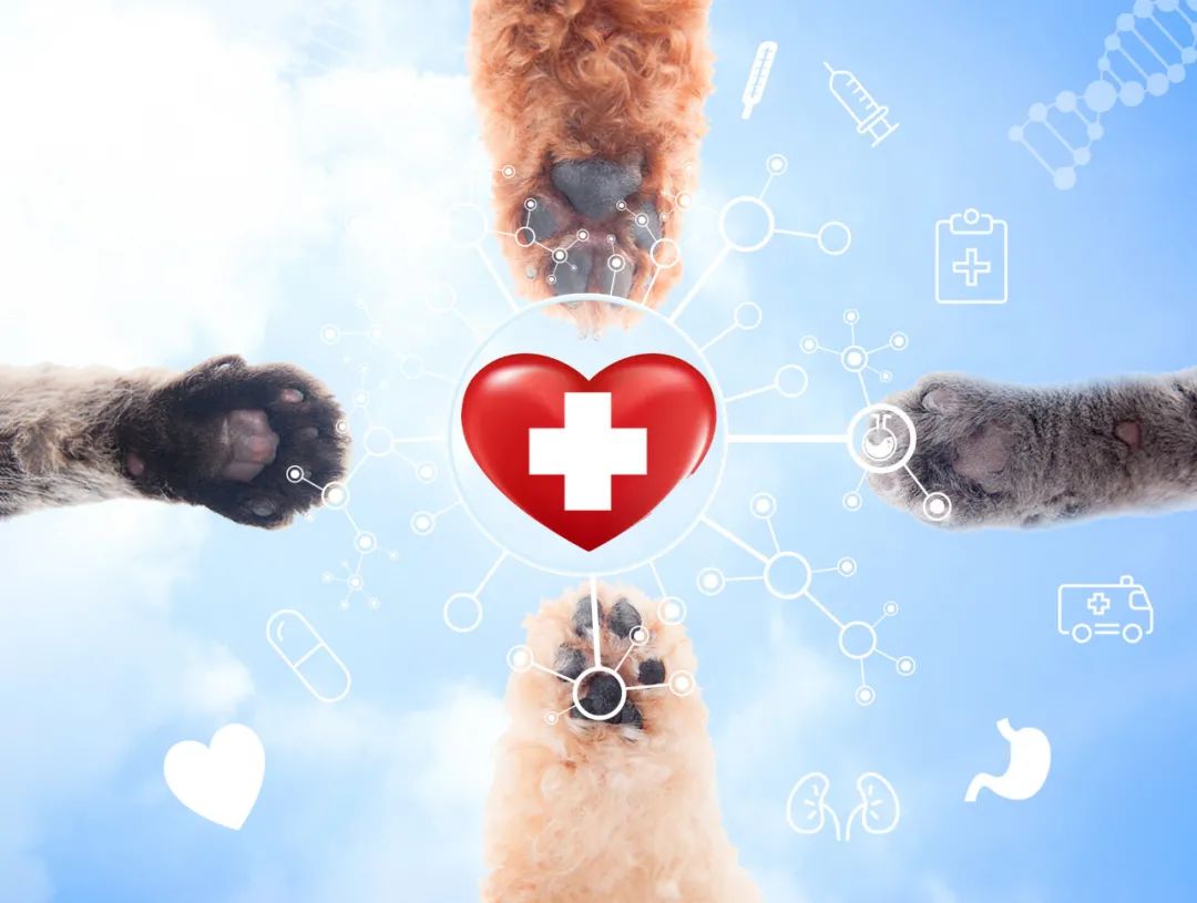 狗:我一次恋爱都没谈,居然得了这种病