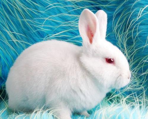 龟兔再一次赛跑,龟兔赛跑第二次兔子为什么还是输