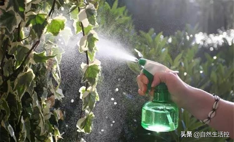 花卉枯萎了怎么办视频教程,花卉蔫了如何救活