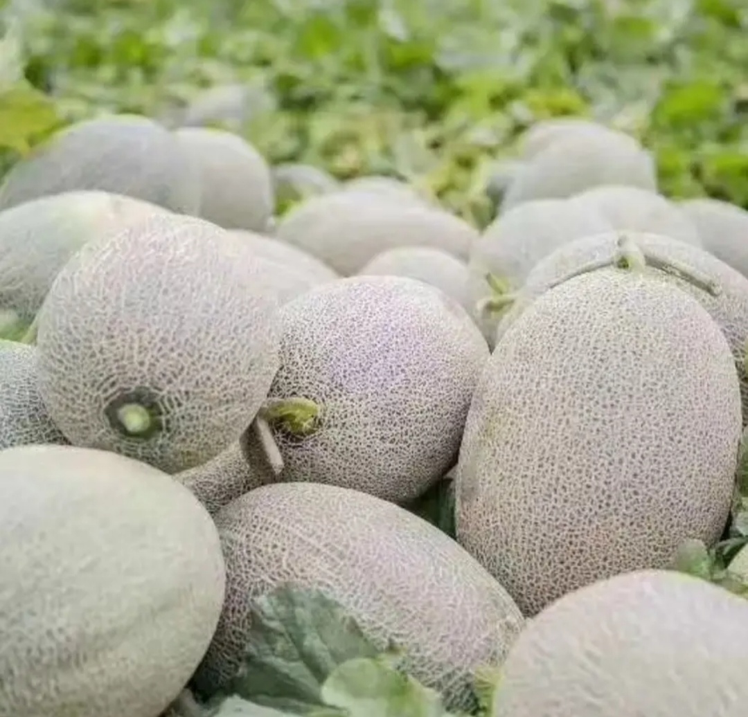 新疆吐鲁番火焰山脚下的哈密瓜,新疆葡萄沟吐鲁番的火焰山