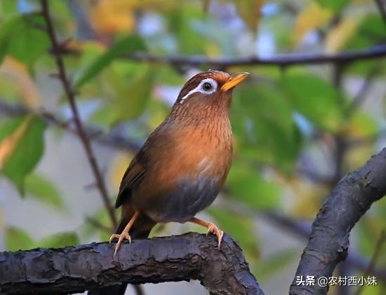 画眉鸟老是撞笼怎么办,画眉鸟窜杠如何解决