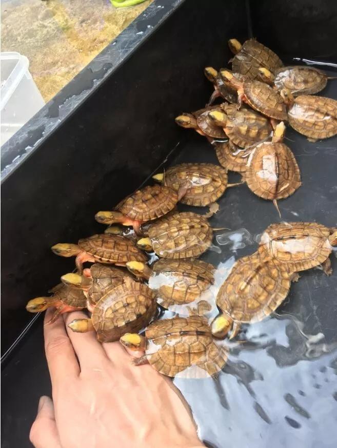 龟龟经常应激会怎么样,龟外伤用什么药