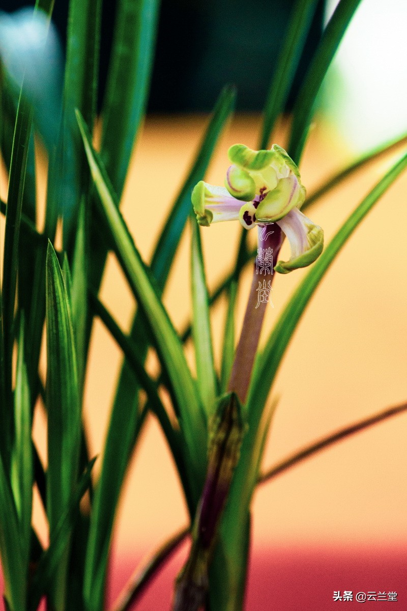 看不见的忧伤是什么歌,看不见的忧伤完整版