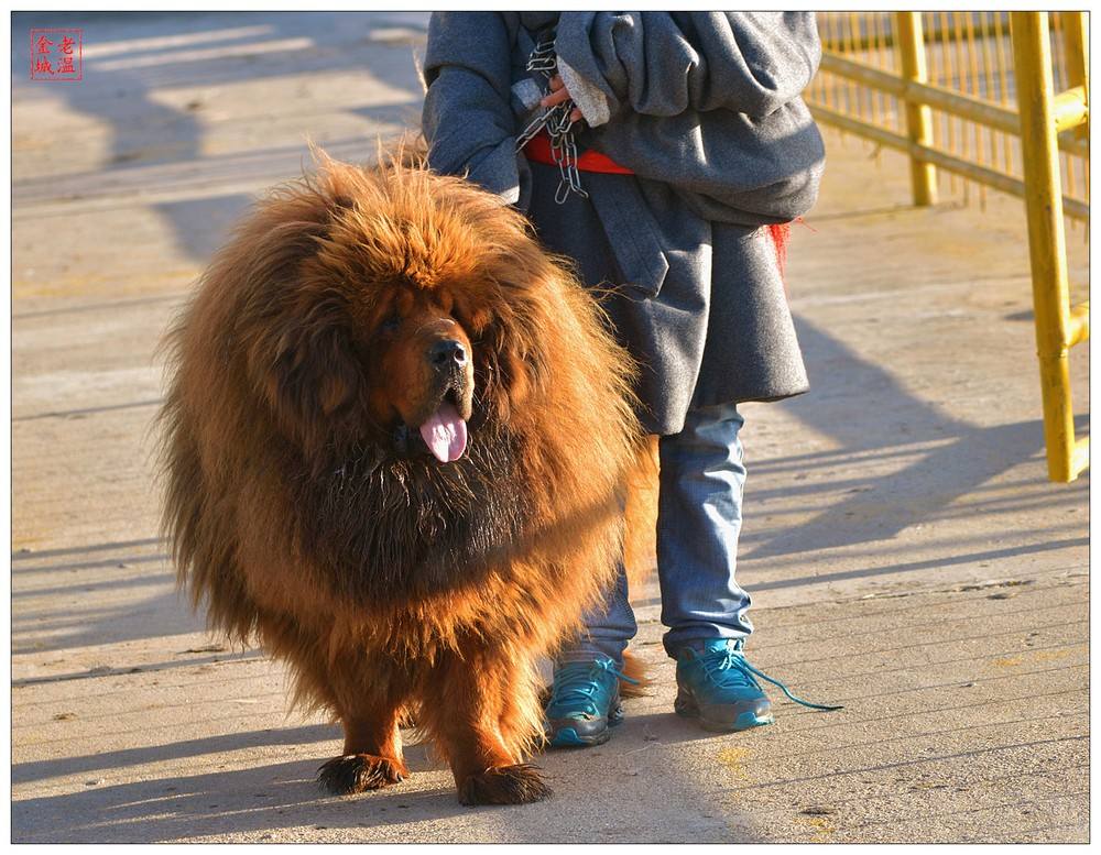 藏獒为什么被城市列为禁养犬种,世界上藏獒最凶猛的犬类是什么