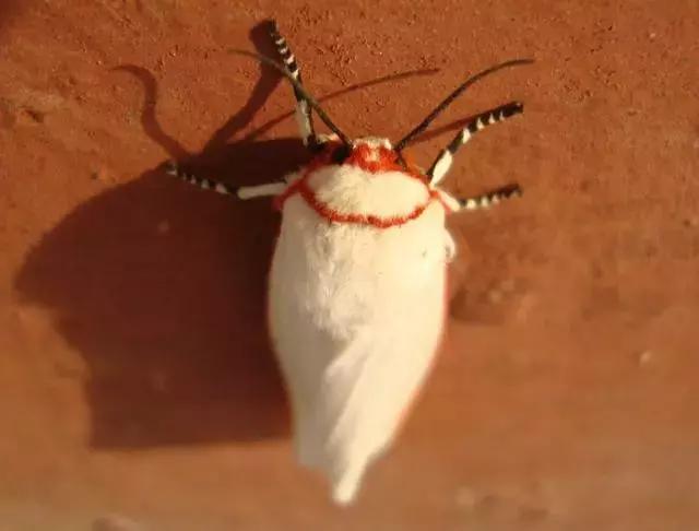 蔬菜害虫分类及图片大全,蔬菜害虫的防治方法有哪些