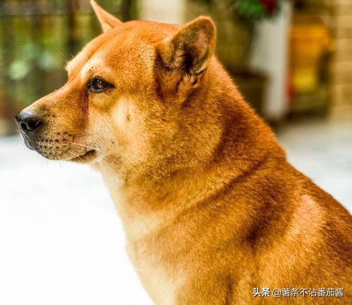 犬文化,犬类科普知识大全