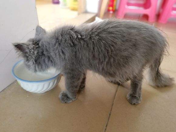 猫咪铲屎官的居家养猫和防护心得,该如何挑选健康的小猫咪