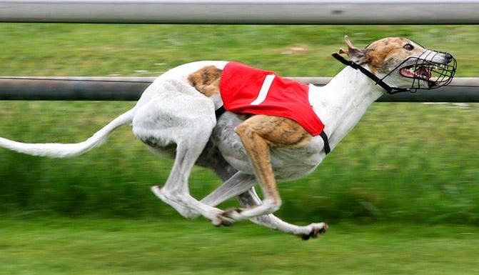 6大狗狗是狗界中的长腿欧巴,狗界中最败家的6大狗狗